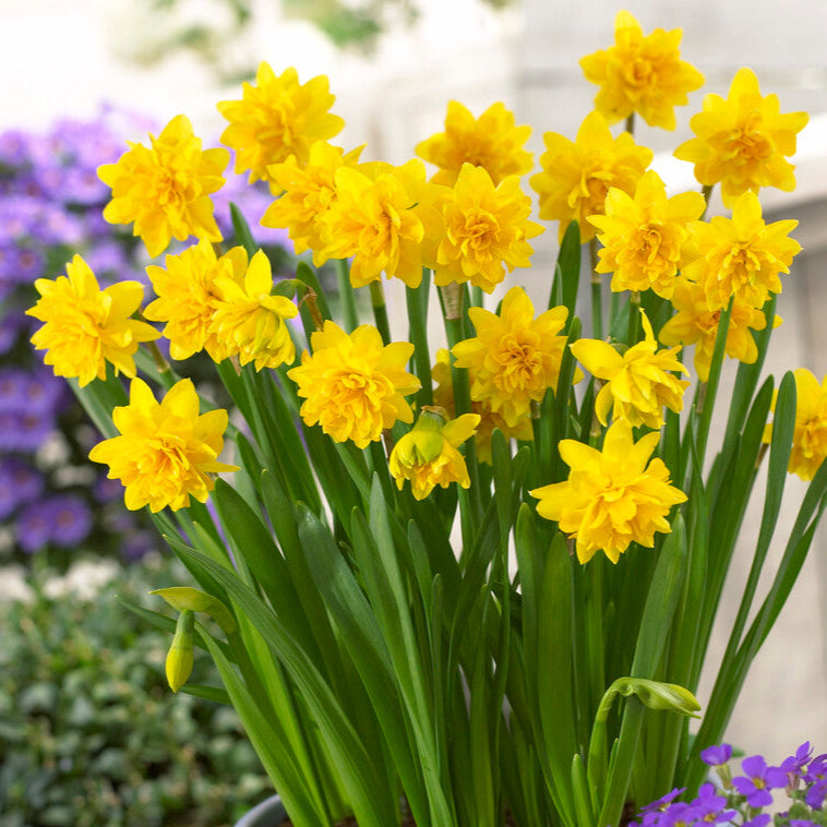 Narcissus - Daffodil Tete-a-Tete Double