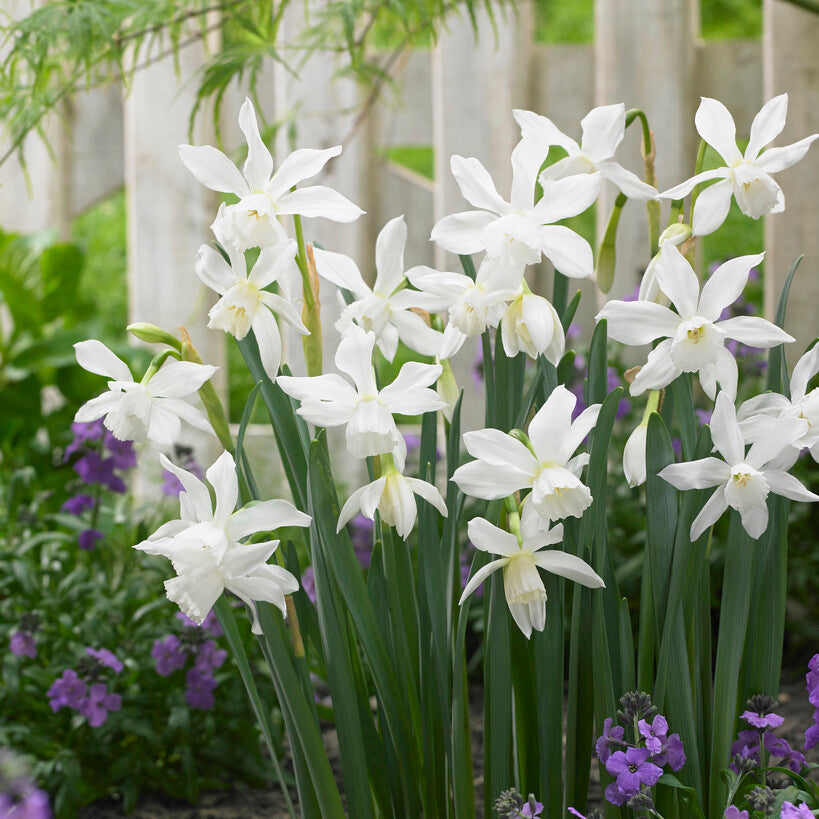 Narcissus - Daffodil Thalia