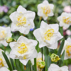Narcissus - Daffodil White Lion