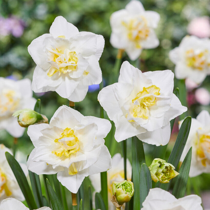 Narcissus - Daffodil White Lion