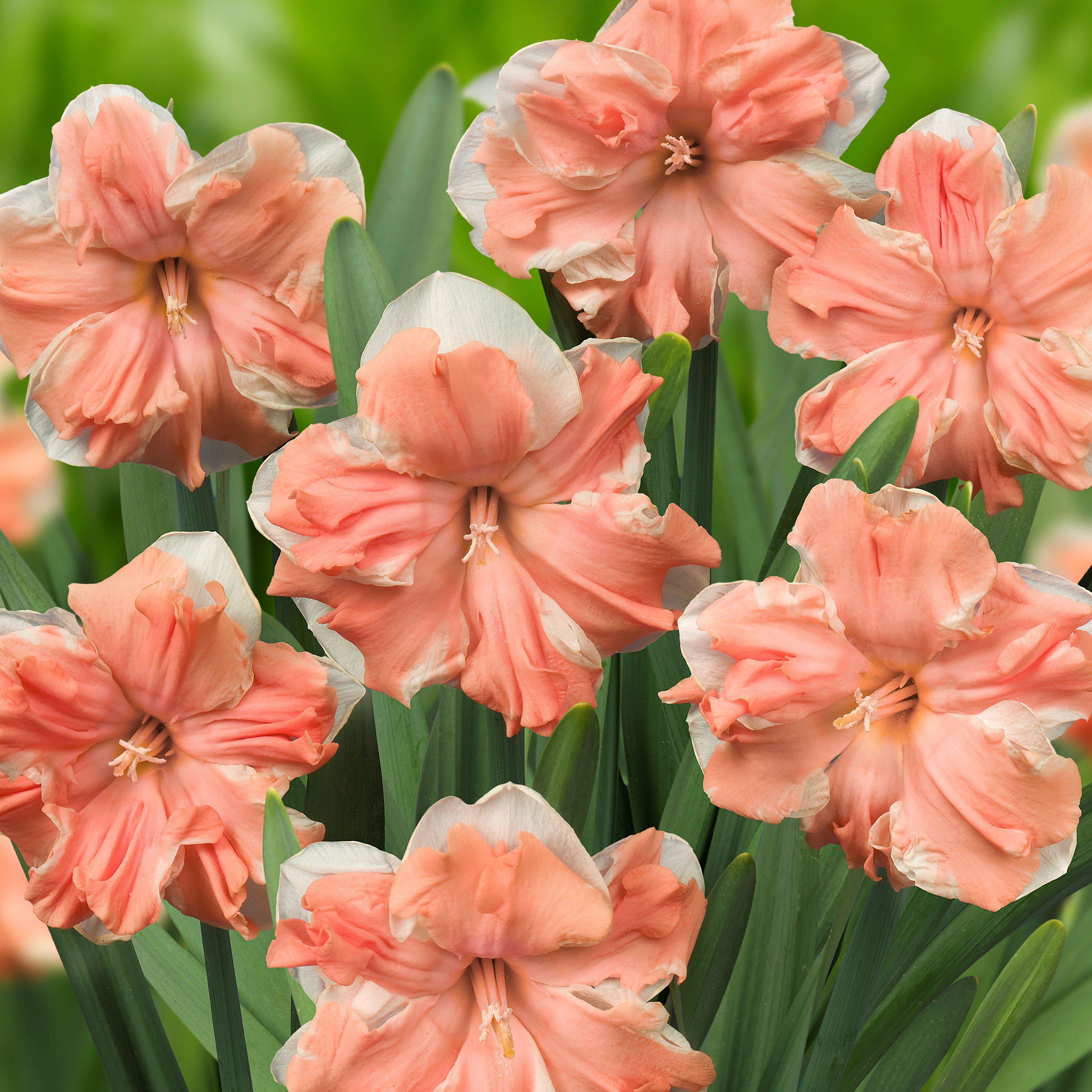 Narcissus - Daffodil Apricot Whirl