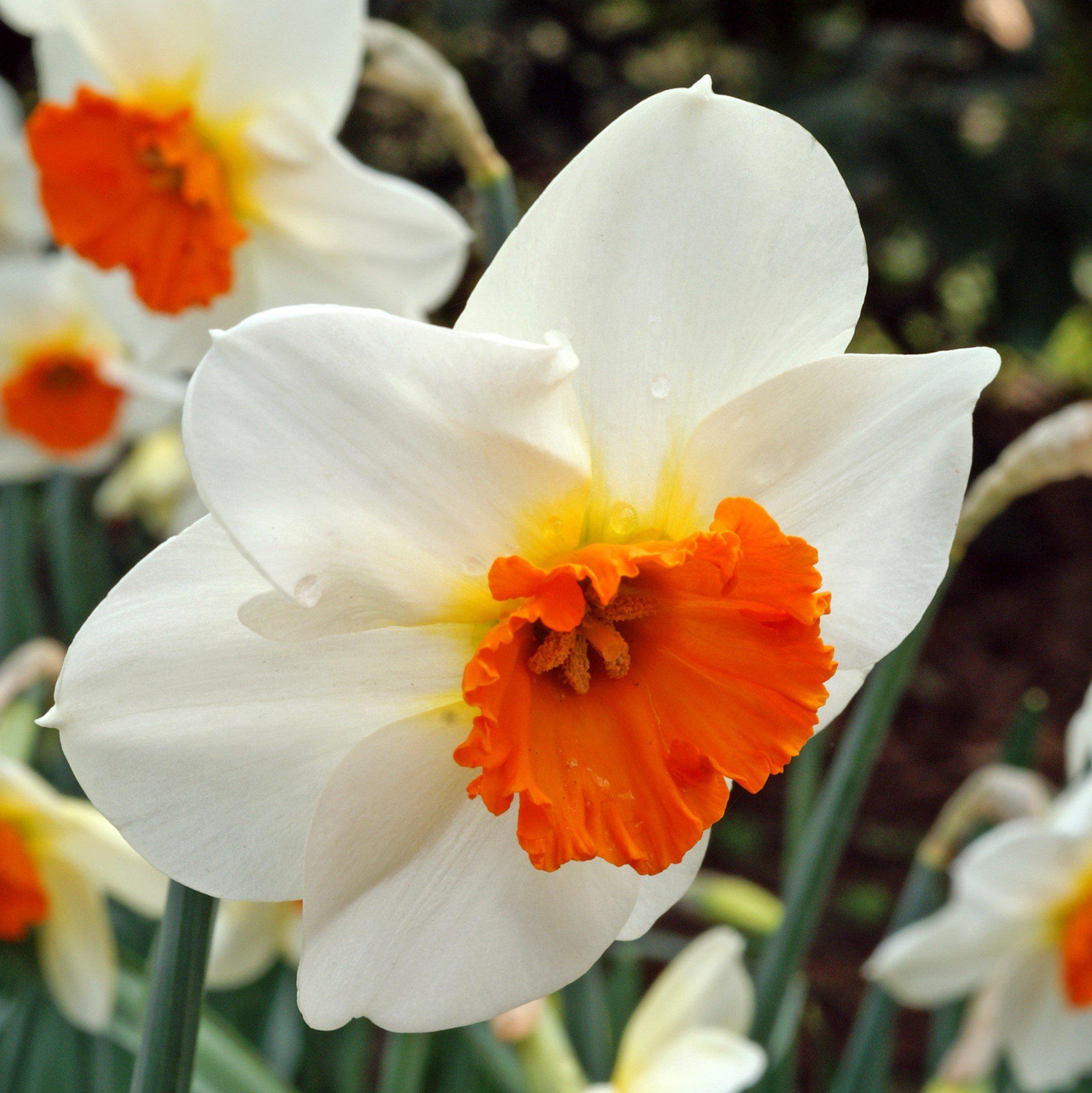 Narcissus - Daffodil Barrett Browning