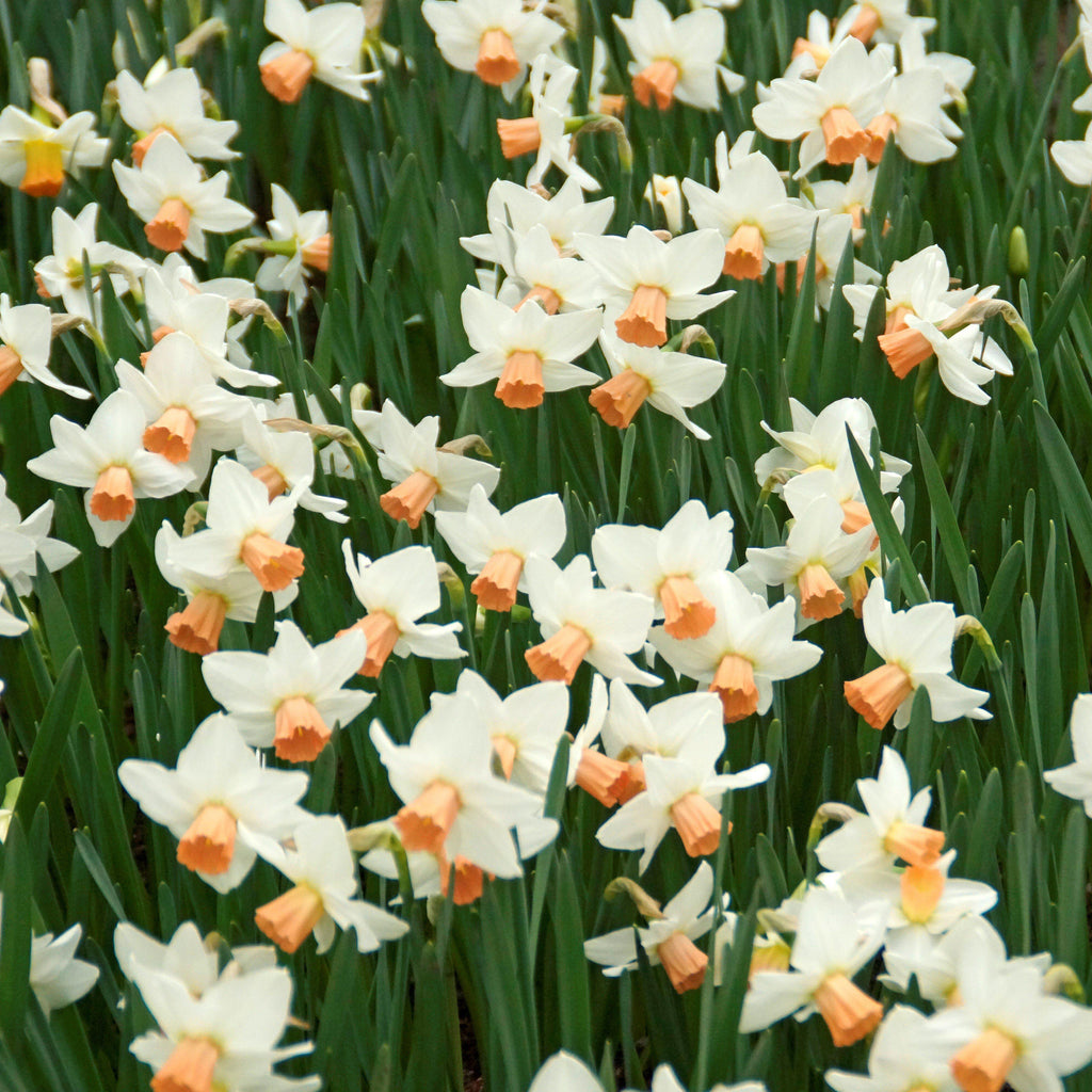 Narcissus - Daffodil Bell Song
