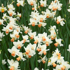 Narcissus - Daffodil Bell Song