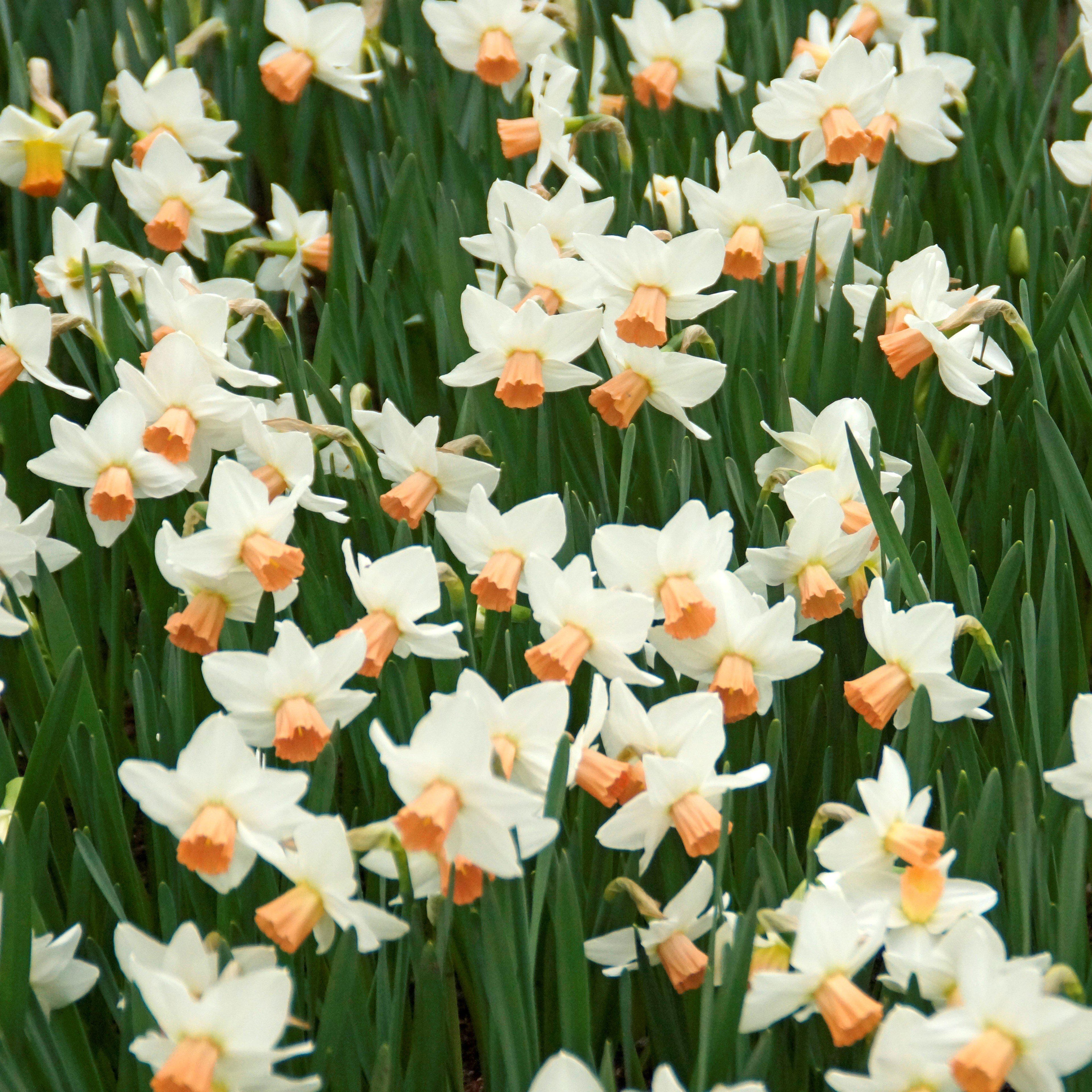 Narcissus - Daffodil Bell Song