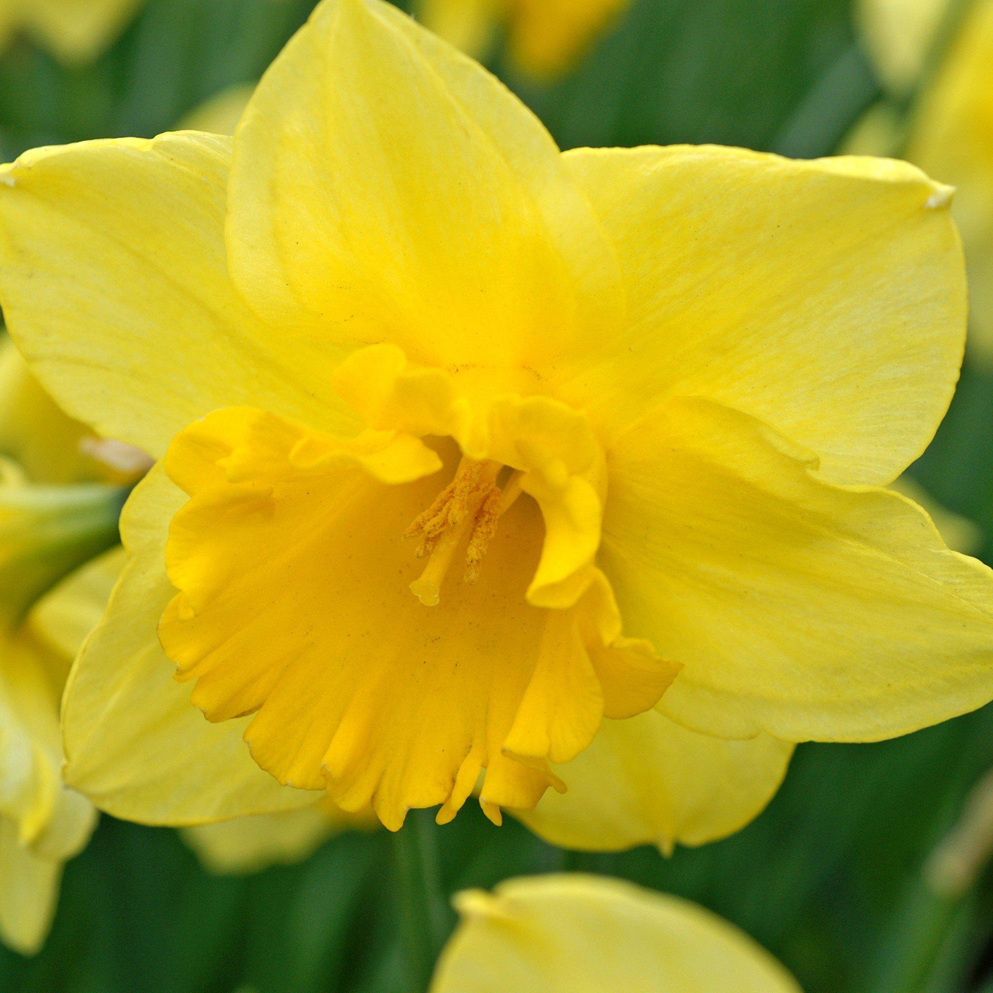 Narcissus - Daffodil Carlton
