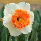 Narcissus - Daffodil Precocious