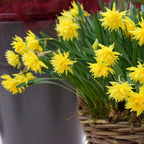 Narcissus - Daffodil Rip Van Winkle