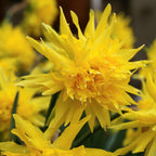 Narcissus - Daffodil Rip Van Winkle