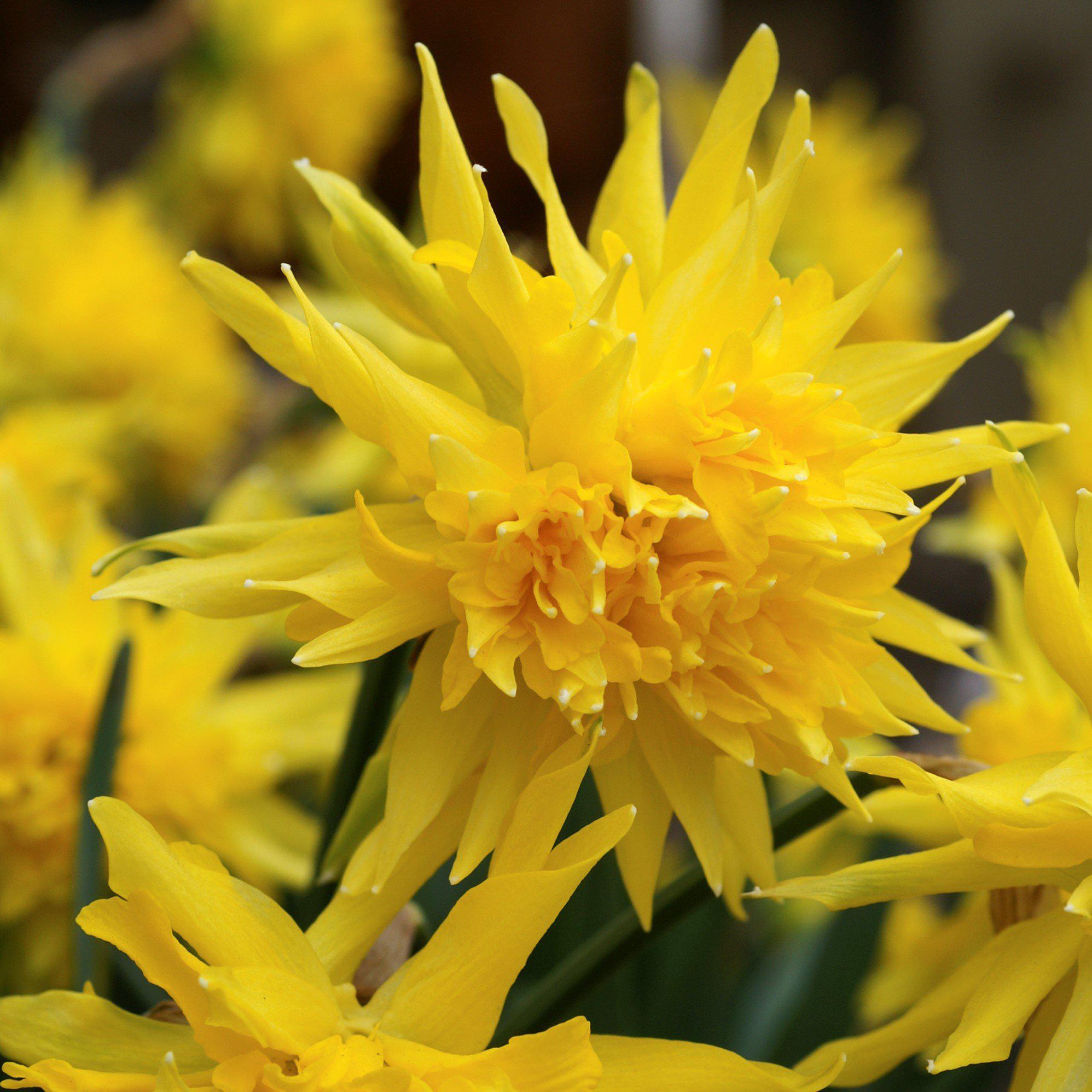 Narcissus - Daffodil Rip Van Winkle