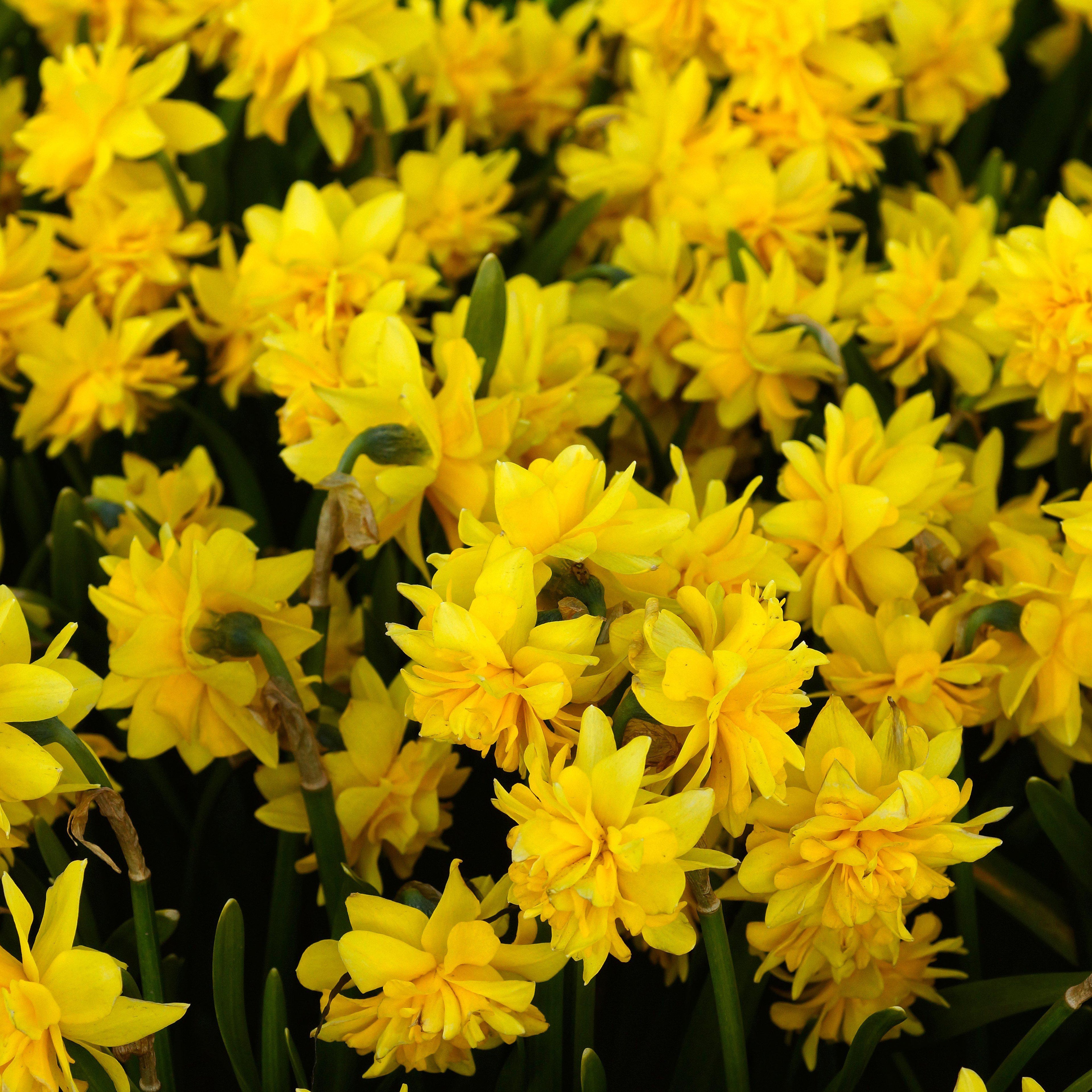 Narcissus - Daffodil Tete-a-Tete Double