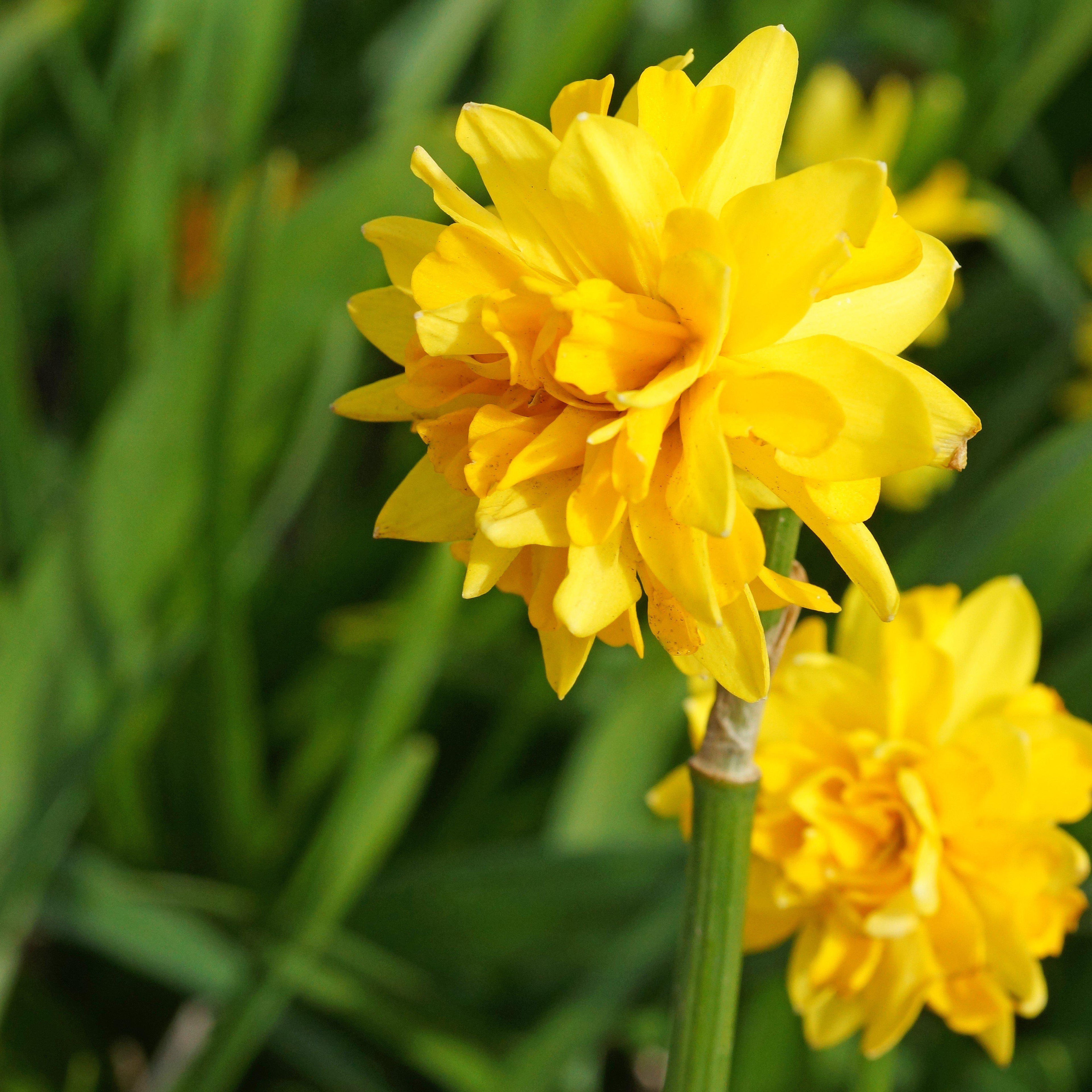 Narcissus - Daffodil Tete-a-Tete Double