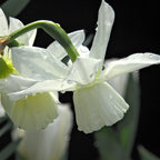 Narcissus - Daffodil Thalia