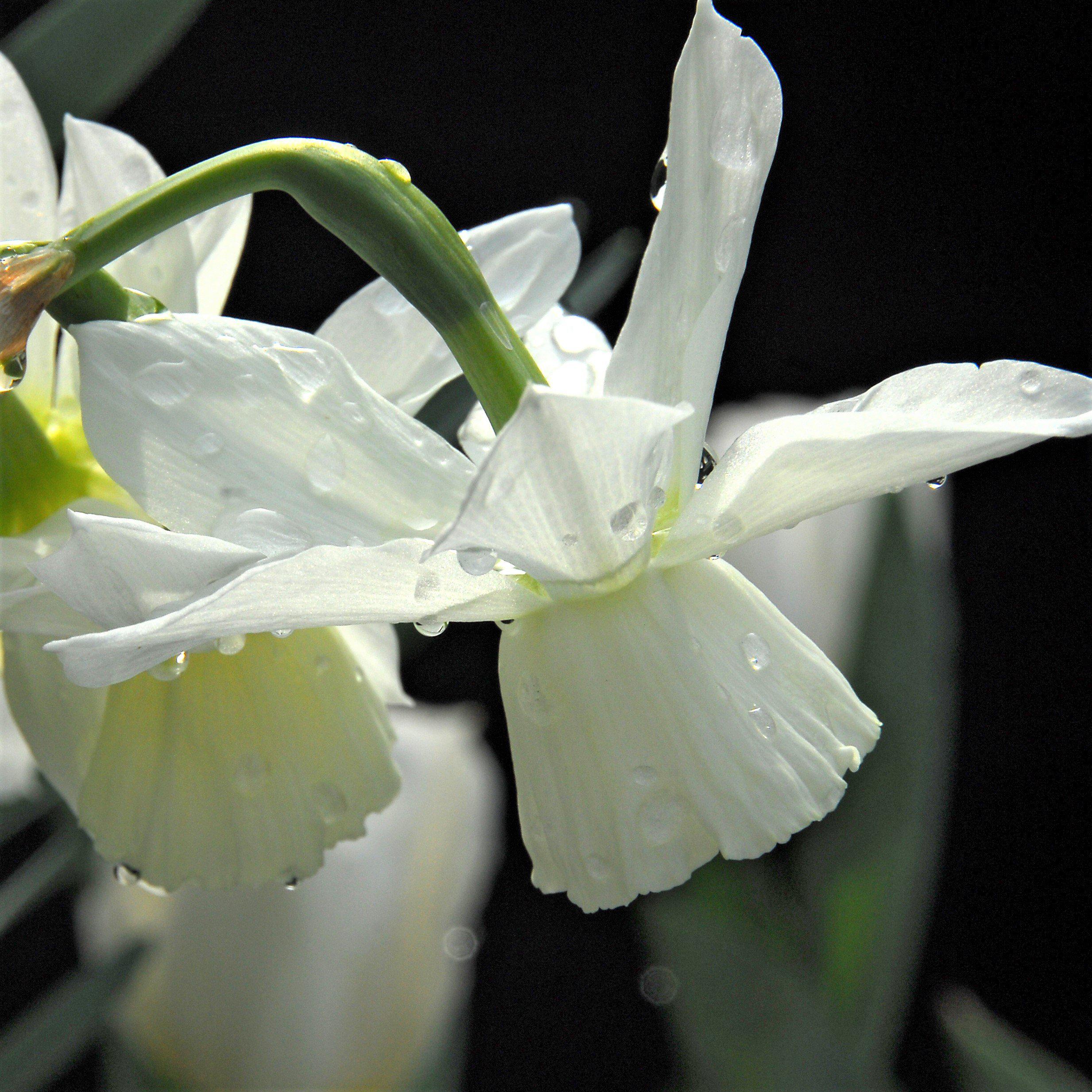 Narcissus - Daffodil Thalia