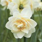 Narcissus - Daffodil White Lion