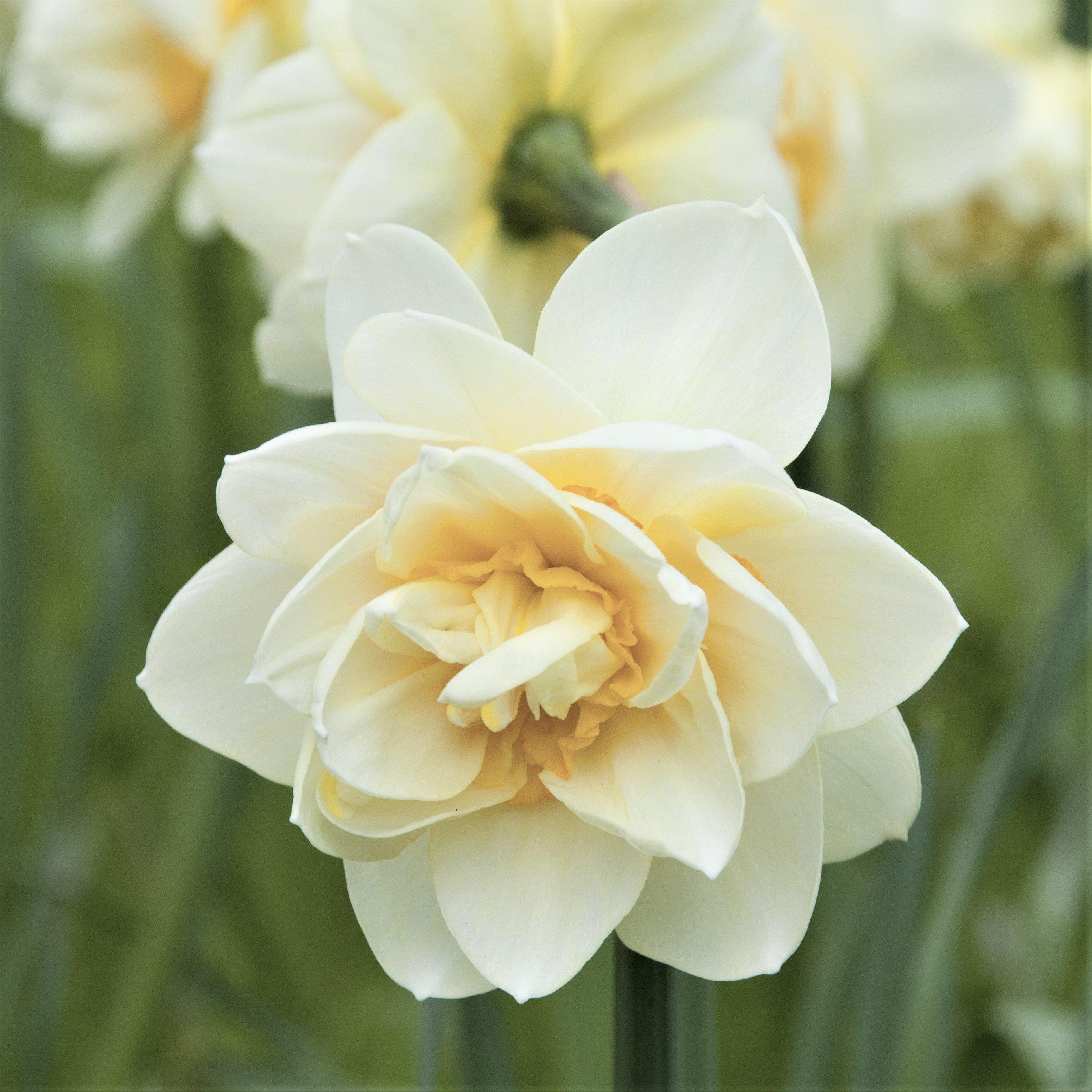 Narcissus - Daffodil White Lion