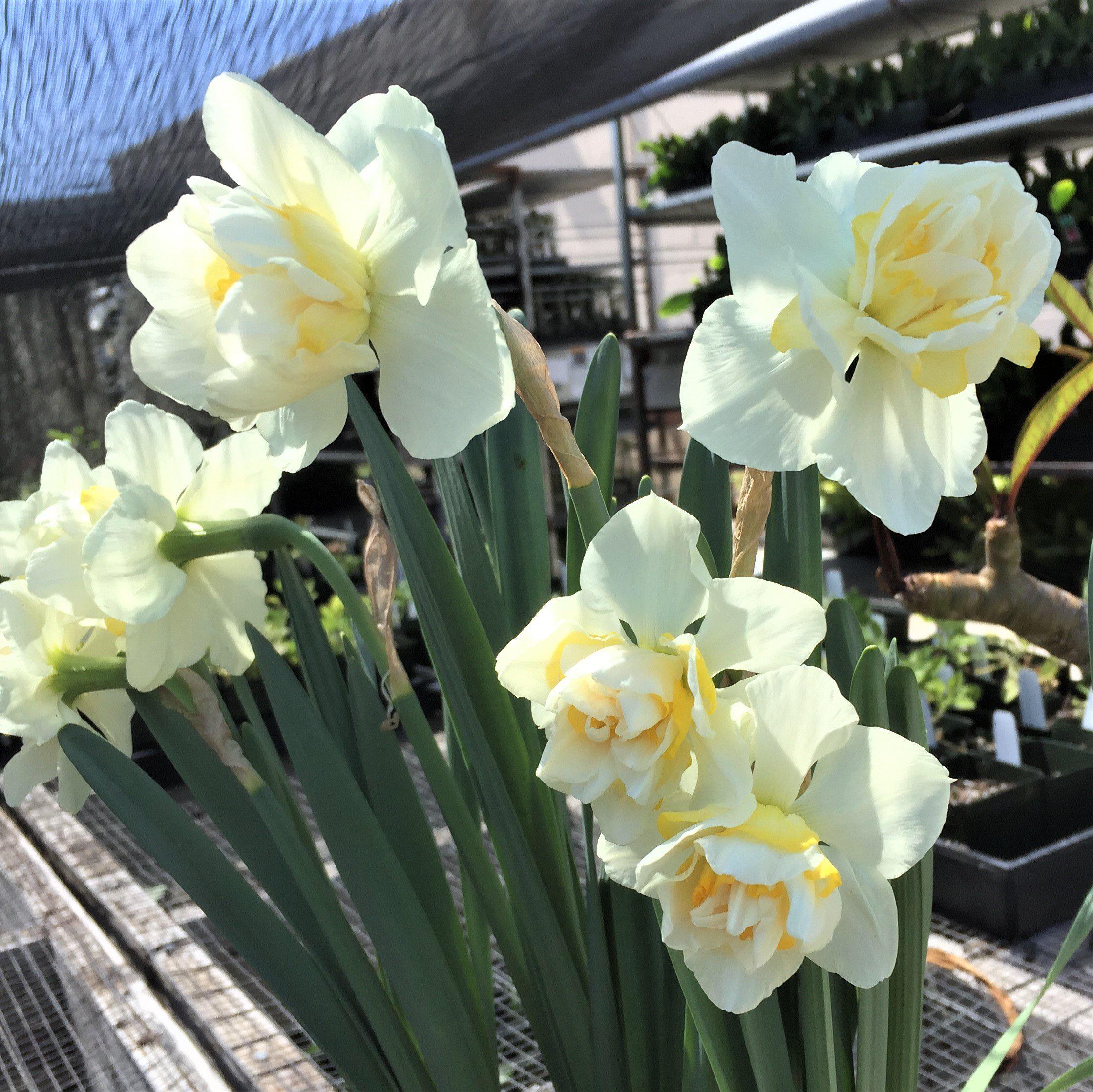 Narcissus - Daffodil White Lion