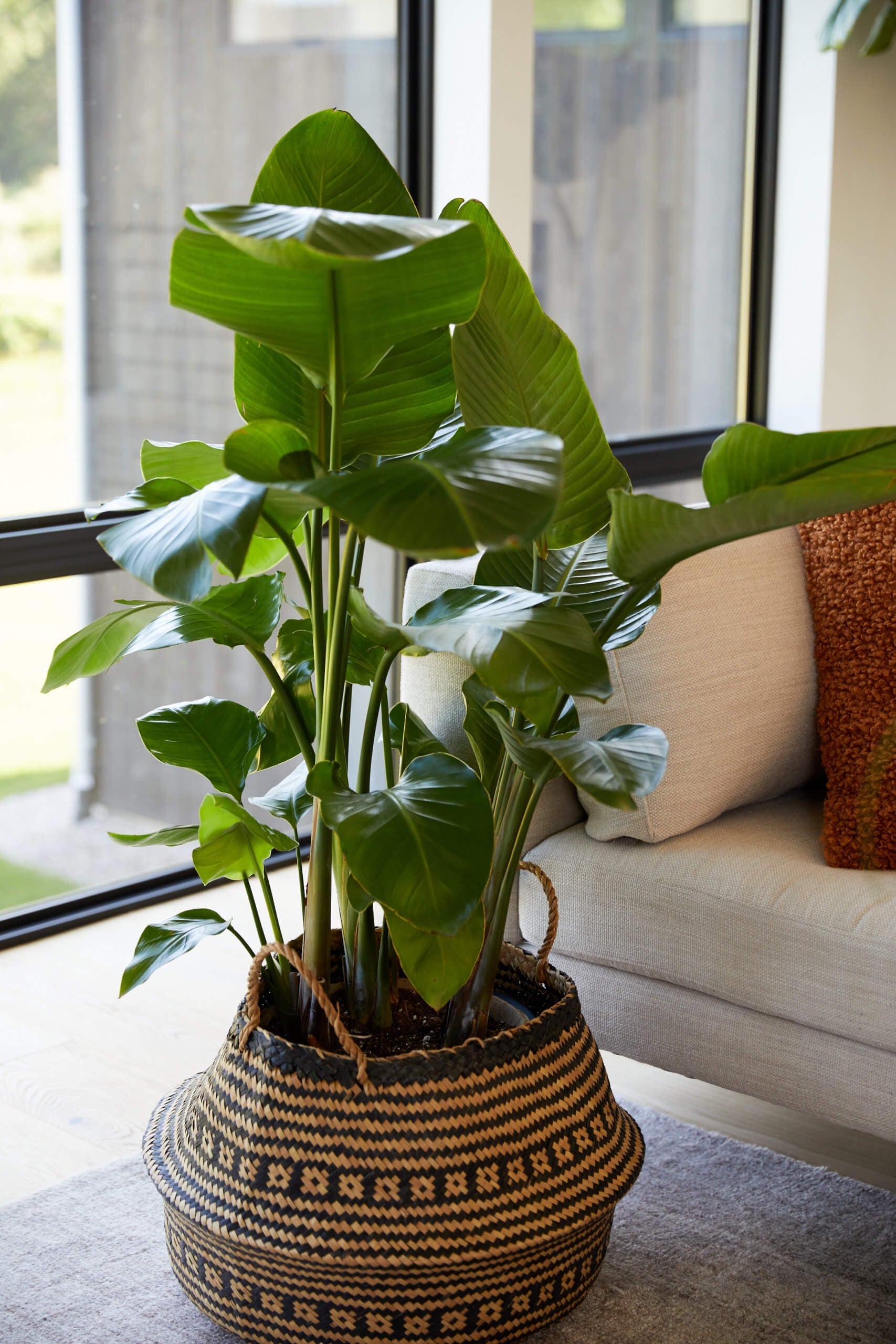 Bird of Paradise XXL