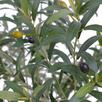 7.5' Faux Potted Olive Tree