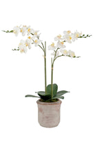 Artificial 2-Stem Phalaenopsis White Orchid