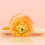Ranunculus - Tecolote Gold