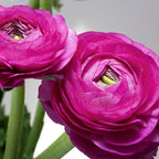 Ranunculus - Tecolote Purple