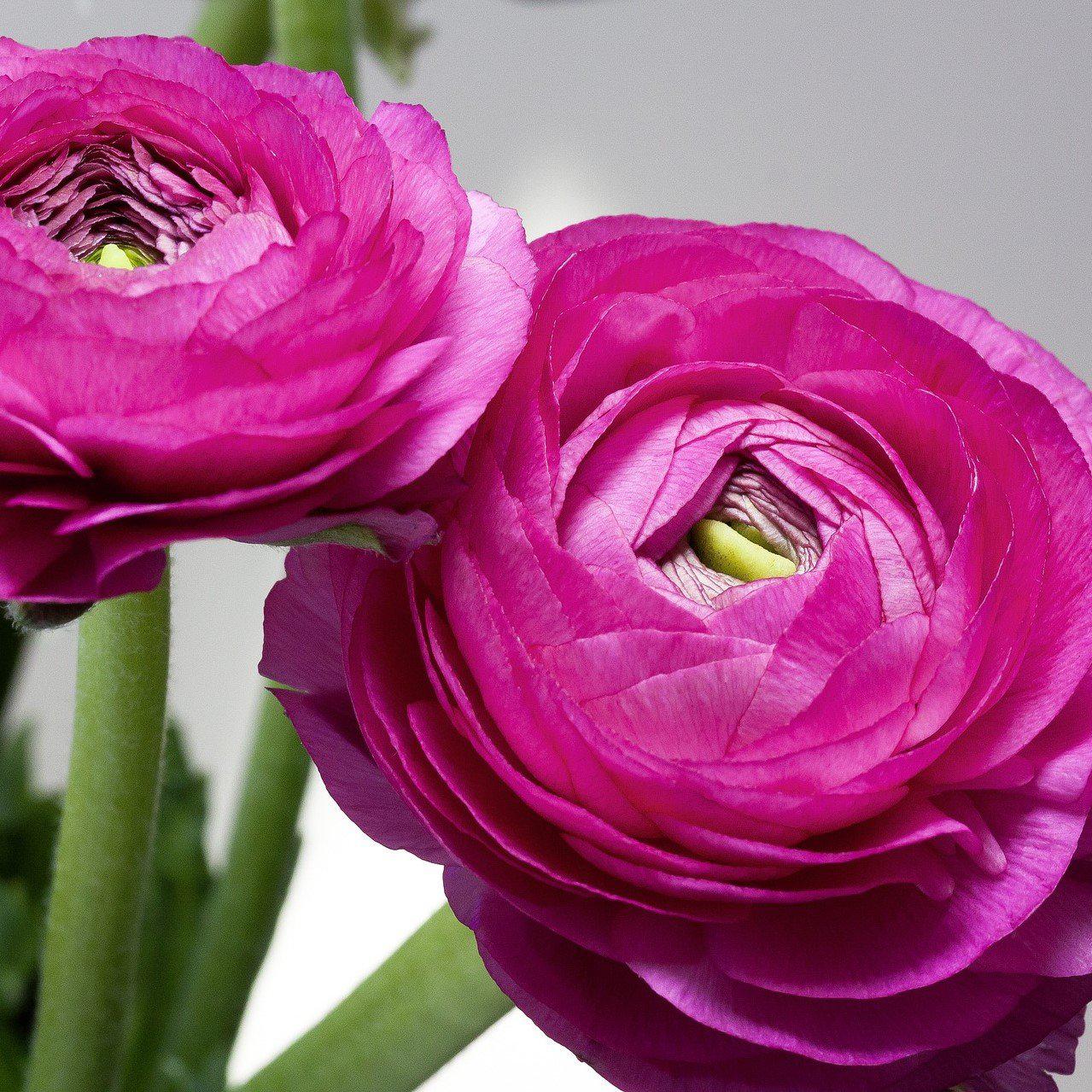 Ranunculus - Tecolote Purple