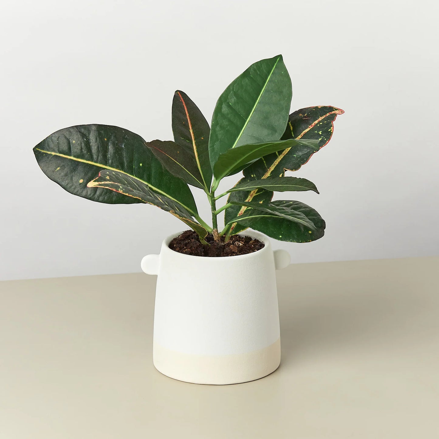 Knob Cylinder Pot 5"