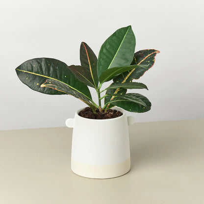 Knob Cylinder Pot 5"