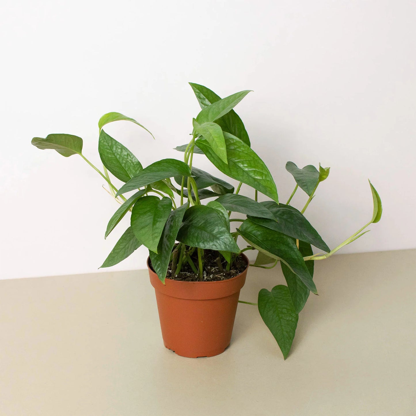 Cebu Blue Pothos - Epipremnum Pinnatum