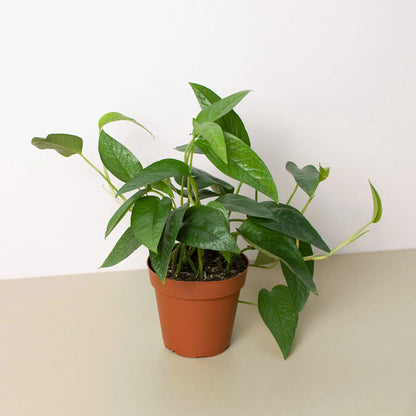 Cebu Blue Pothos - Epipremnum Pinnatum