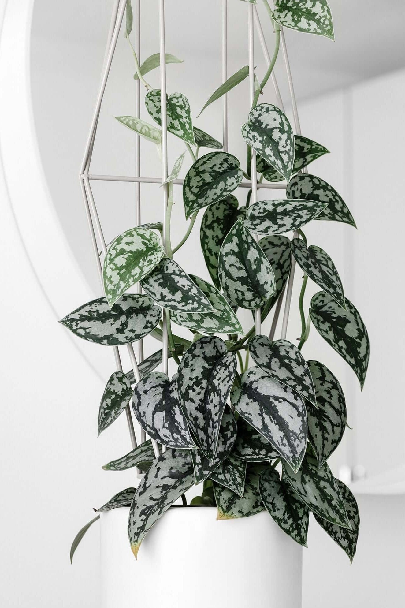 Silver Splash Pothos - Scindapsus Pictus Exotica