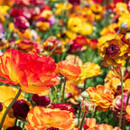 Ranunculus - Tecolote Picotee Mix