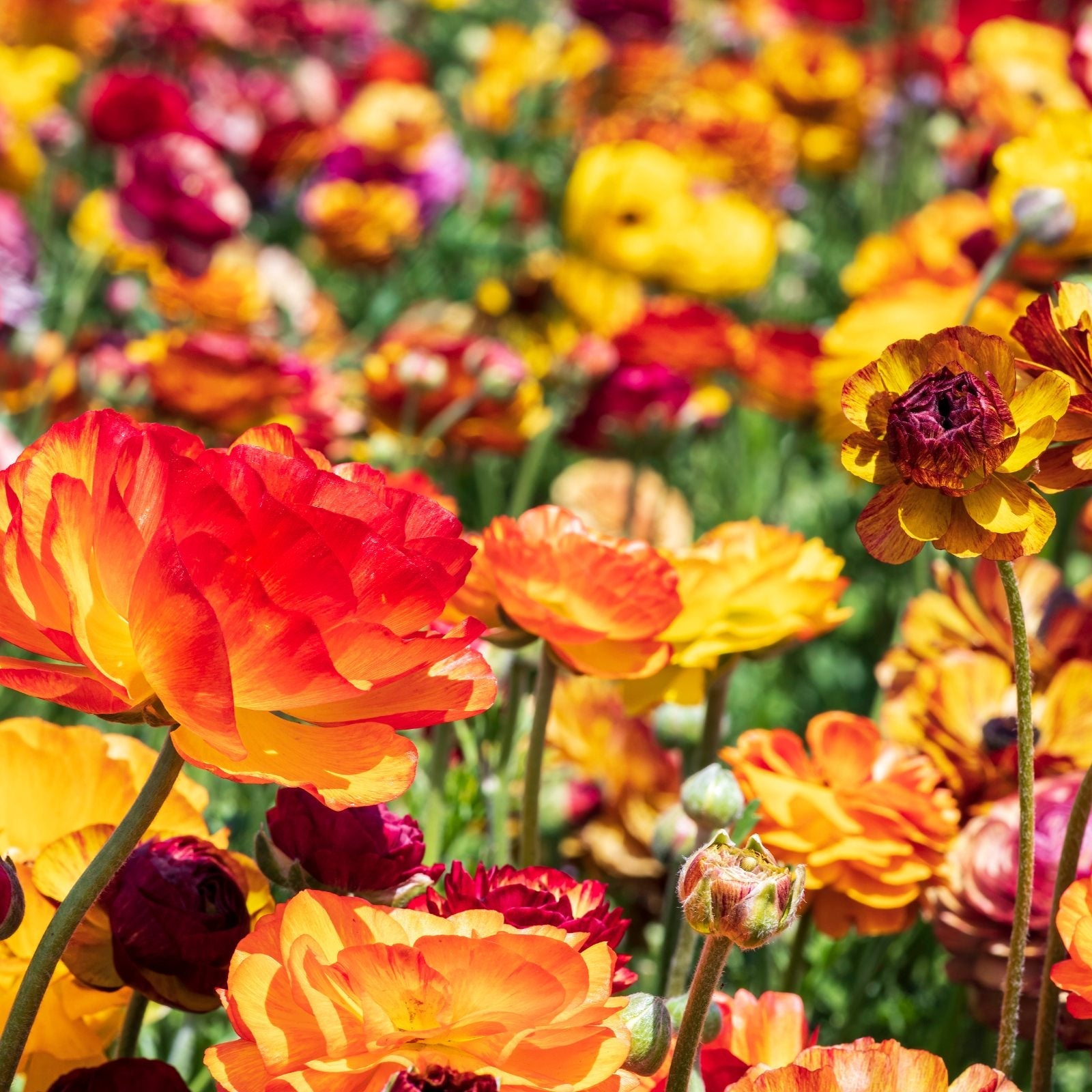 Ranunculus - Tecolote Picotee Mix