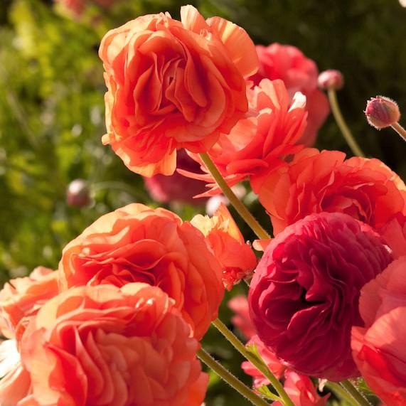 Ranunculus - Tecolote Rose