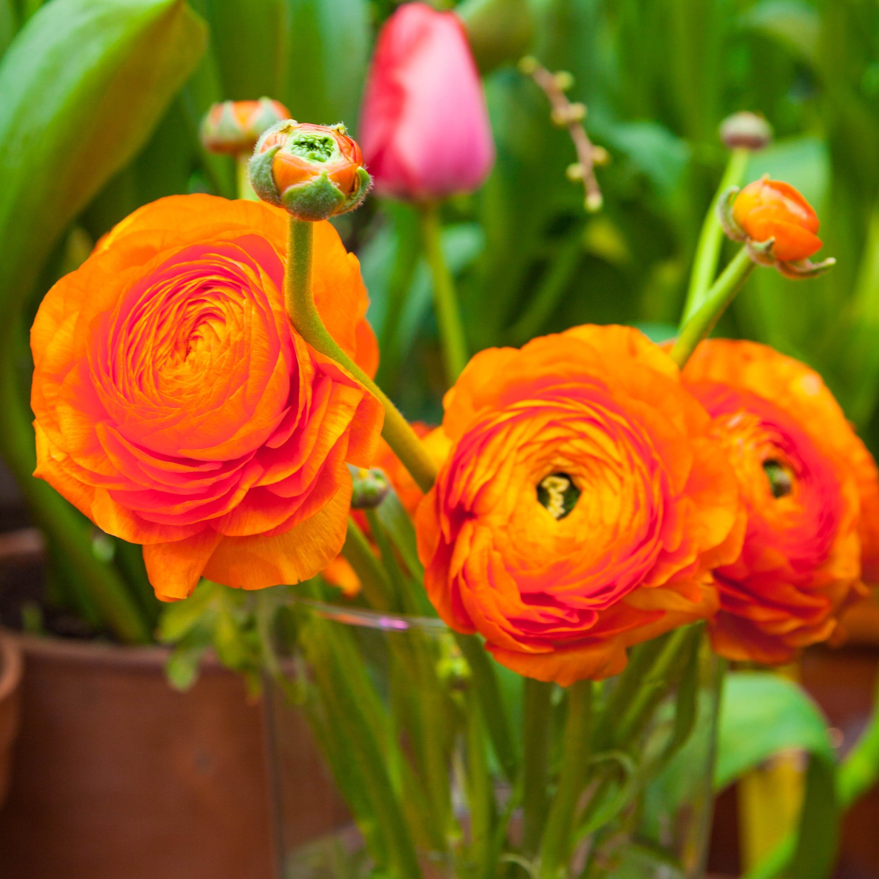 Ranunculus - Tecolote Sunset