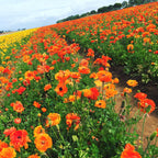 Ranunculus - Tecolote Sunset