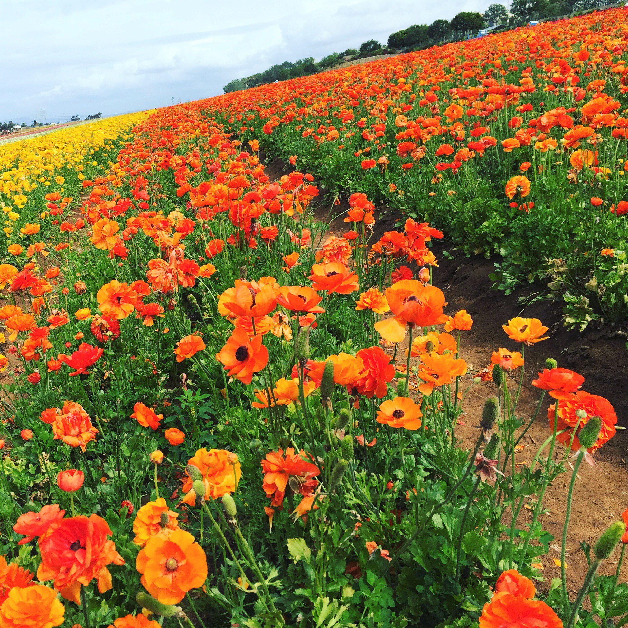 Ranunculus - Tecolote Sunset