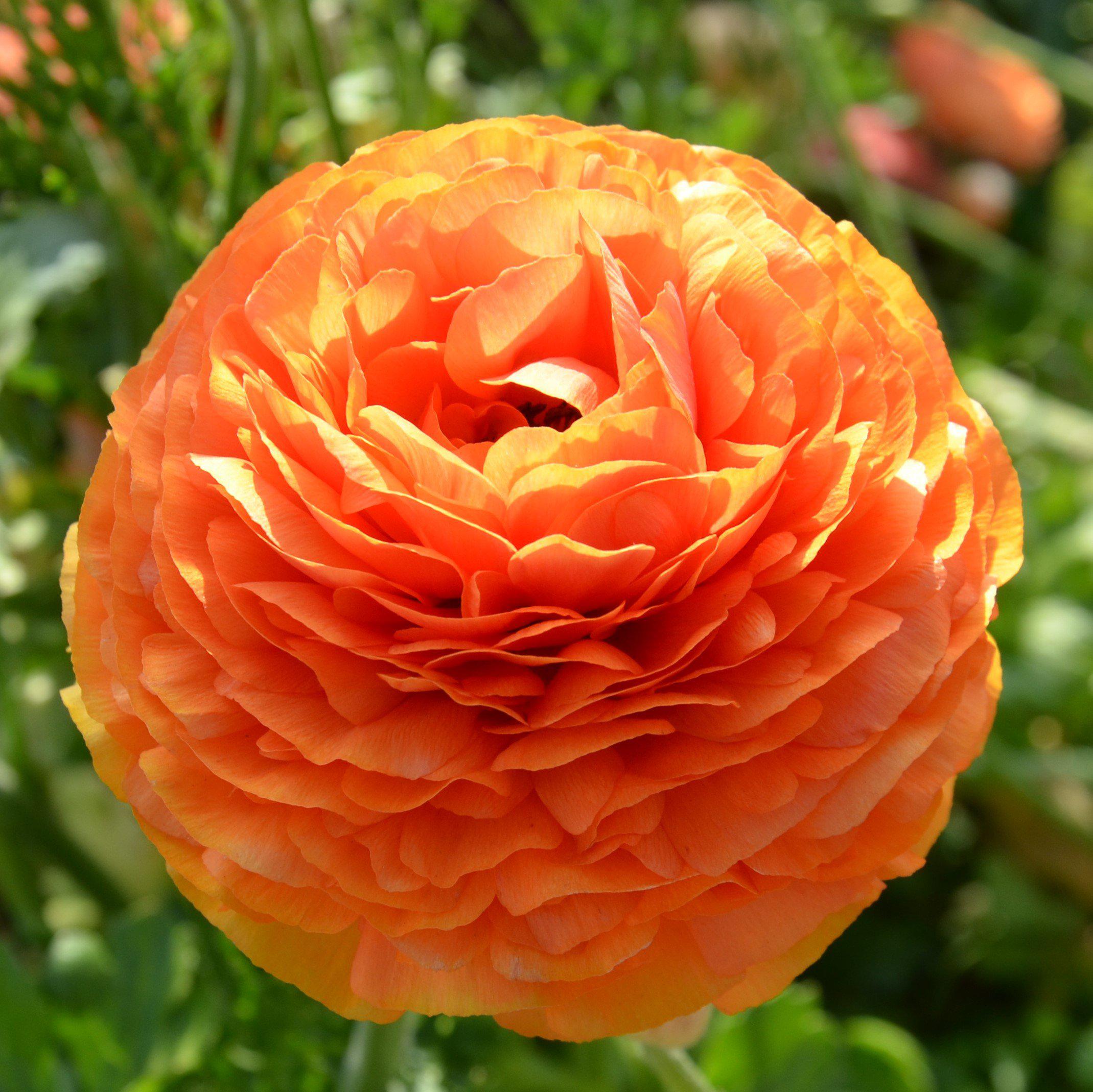 Ranunculus - Tecolote Sunset