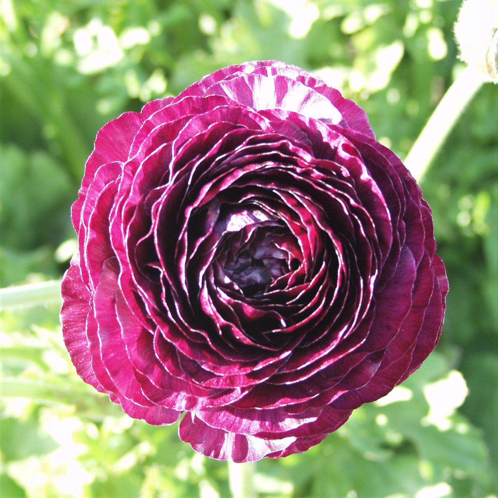 Ranunculus - Tecolote Purple