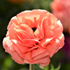 Ranunculus - Tecolote Rose
