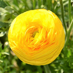 Ranunculus - Tecolote Yellow