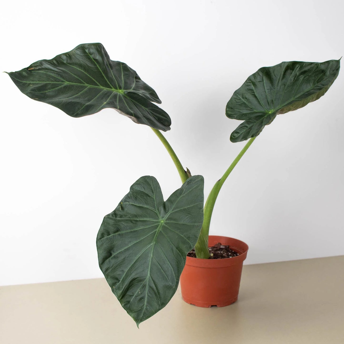 Alocasia Regal Shield - Elephant Ear