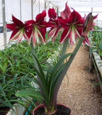 Amaryllis - Ruby Star