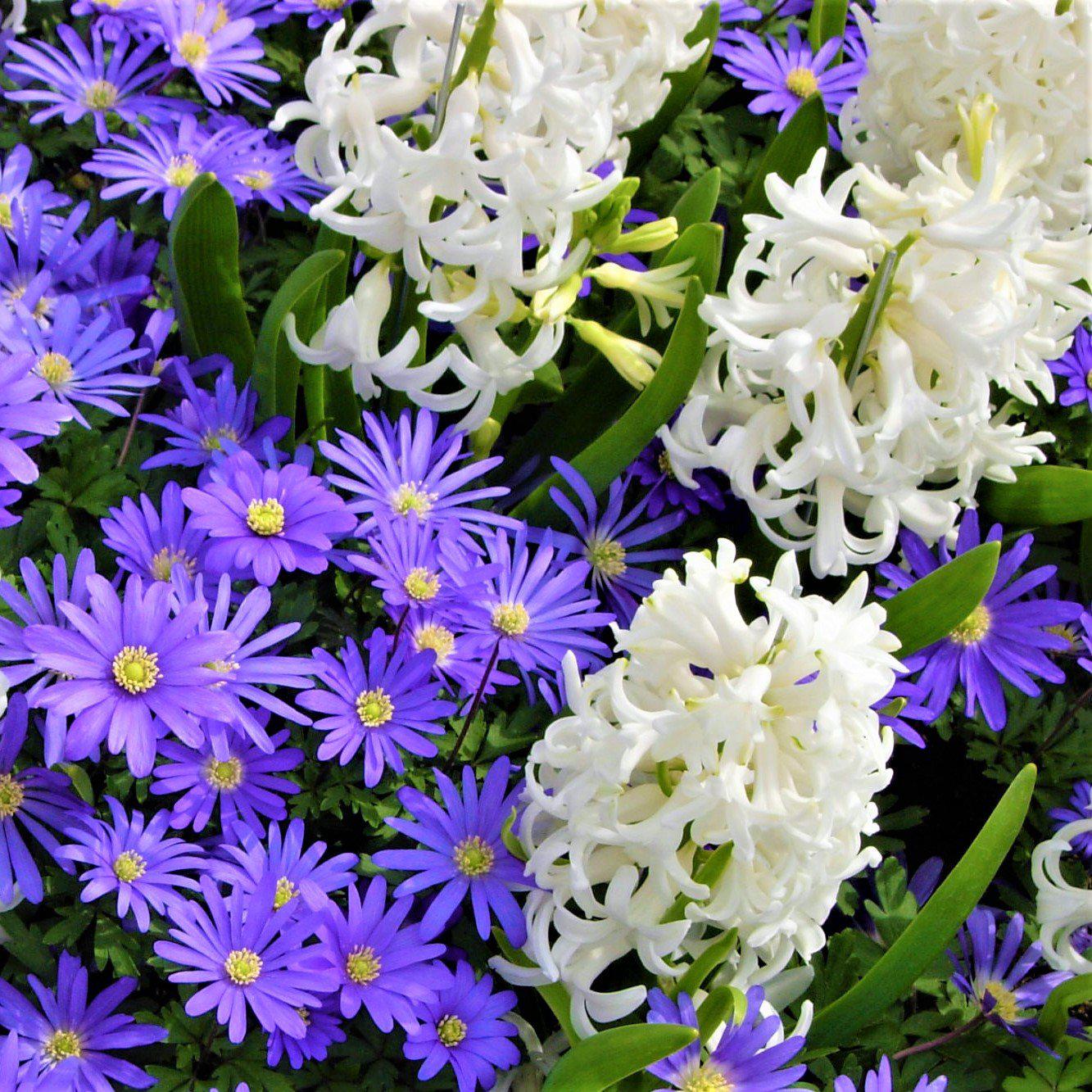 Anemone & Hyacinth - Spring Breeze Blend