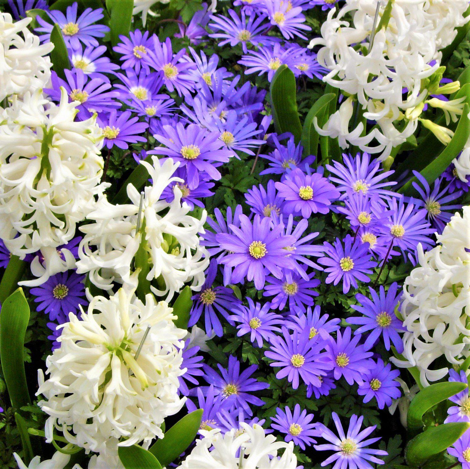 Anemone & Hyacinth - Spring Breeze Blend