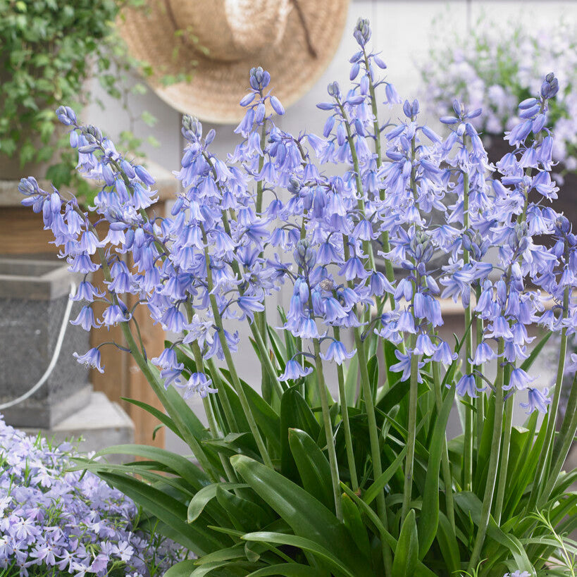 Spanish Bluebells - Hyacinthoides Blue
