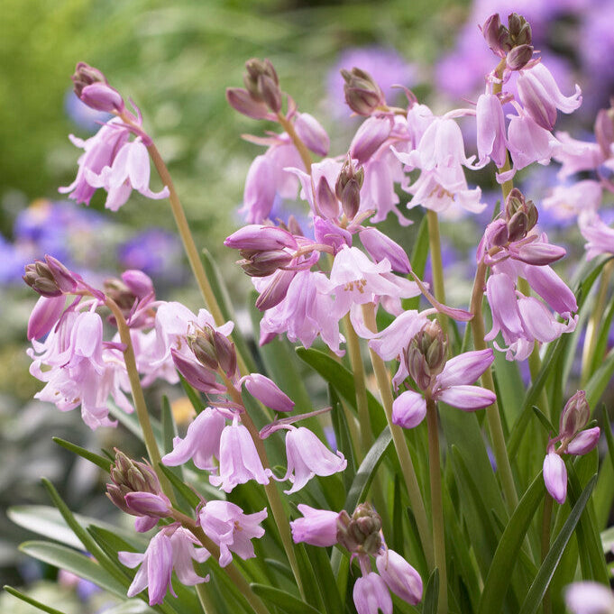 Spanish Bluebells - Hyacinthoides Pink
