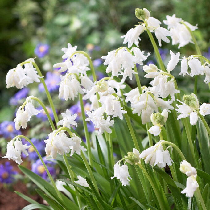 Spanish Bluebells - Hyacinthoides White
