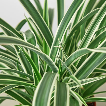 Spider Plant Reverse